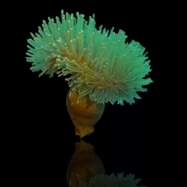 Sarcophyton Ehrenbergi Green L size Cup Shape