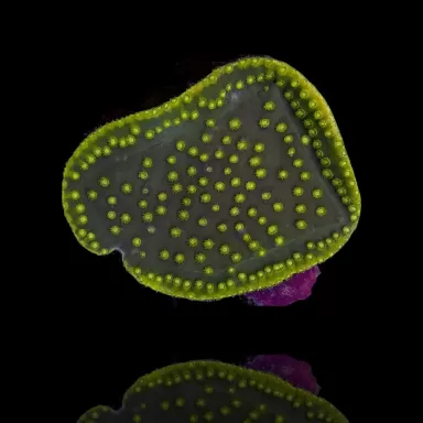 Turbinaria reniformis M size