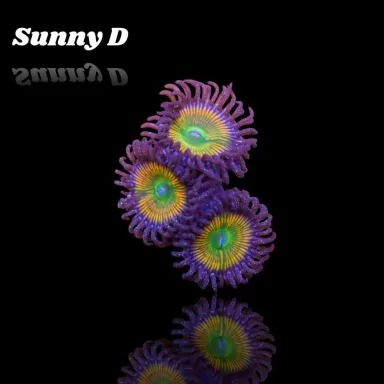 Zoanthus Sunny D Frag S size