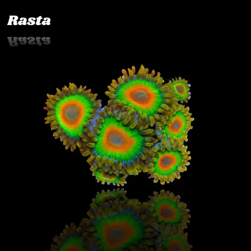 Zoanthus Rastas Frag S size