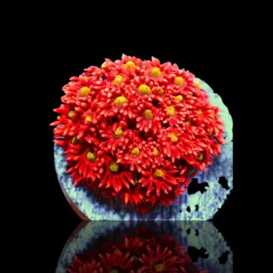 Goniopora sp Australie Red (M)