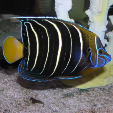 pomacanthus chrysurus L