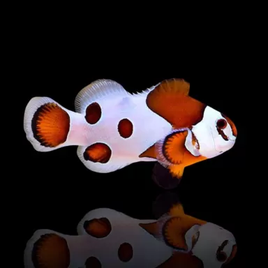 Amphiprion Ocellaris Suoer storm