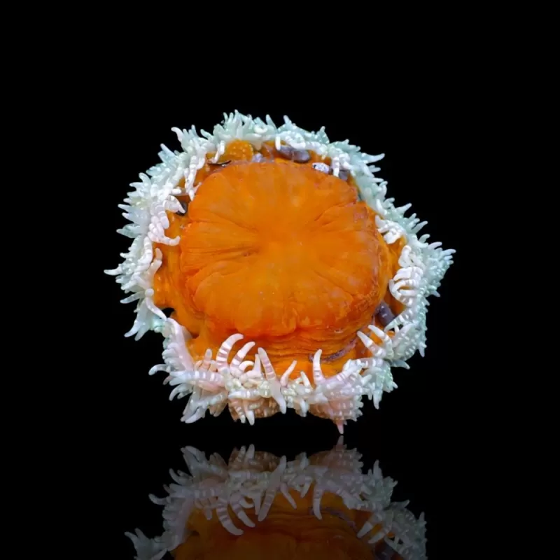 Heteractis Aurora White Yellow Feet