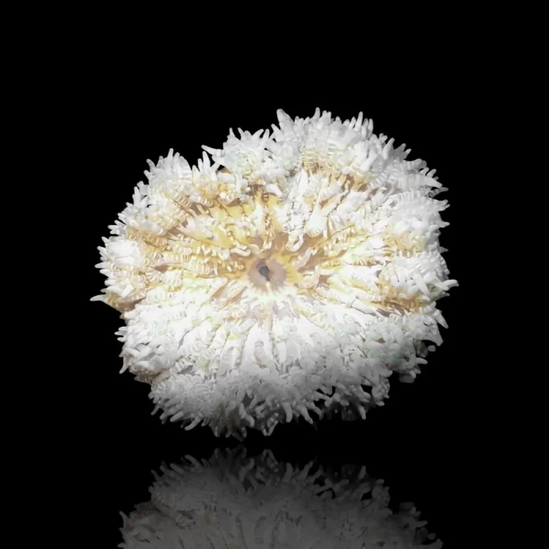 Heteractis Aurora White Yellow Feet