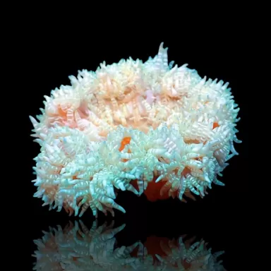 Heteractis Aurora White Yellow Feet