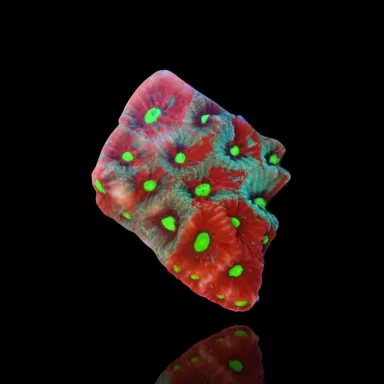 Favites War Coral frag Australie