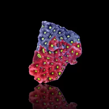 Favites War Coral frag Australie