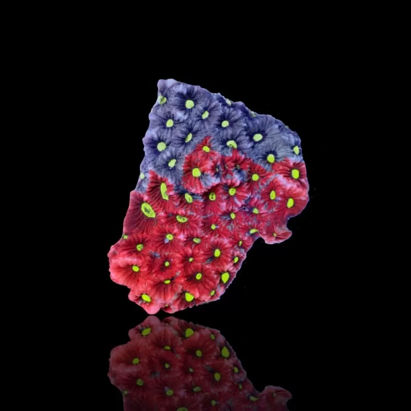 Favites War Coral frag Australie