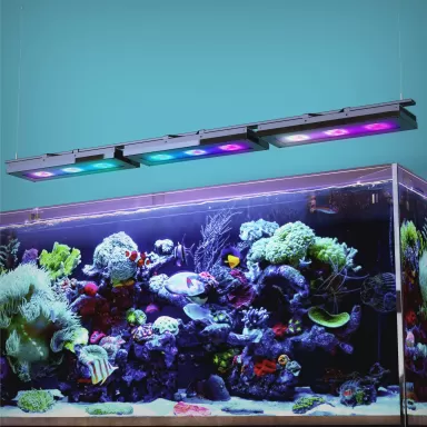 Reef Factory Reef Flare L Black 180W