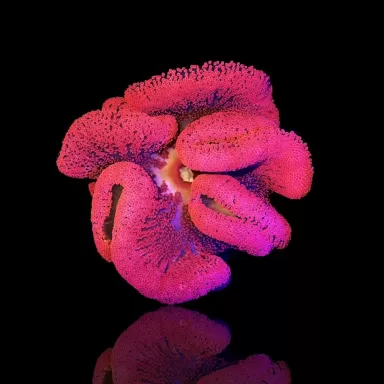 Stoichacti Kenti Red Colored Carpet Anemone Fillepijnen