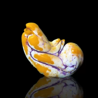 Polycarpa aurata L size