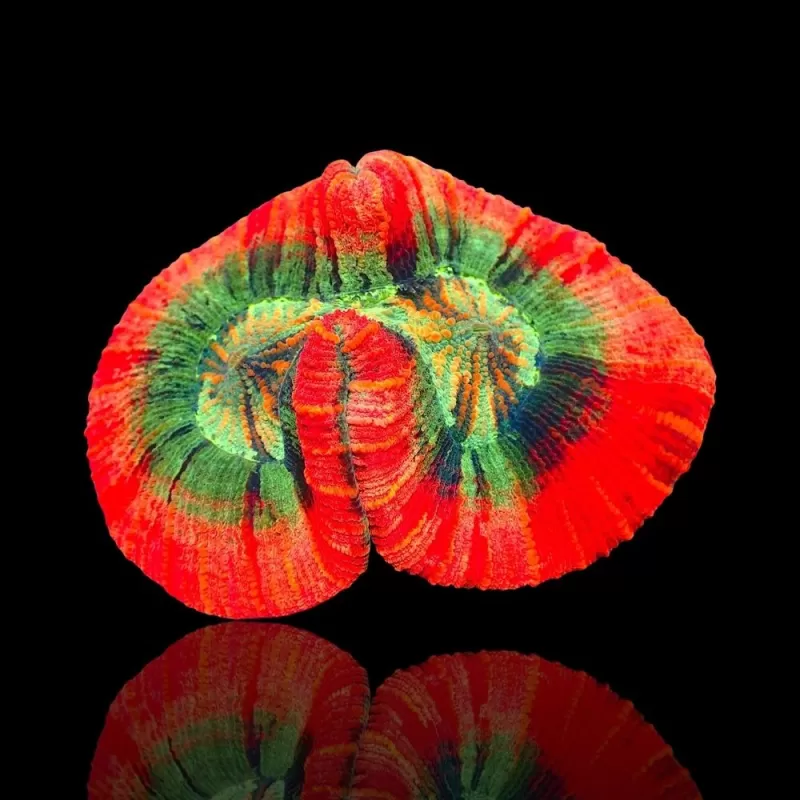 Trachyphyllia sp Orange Red Rim L Size