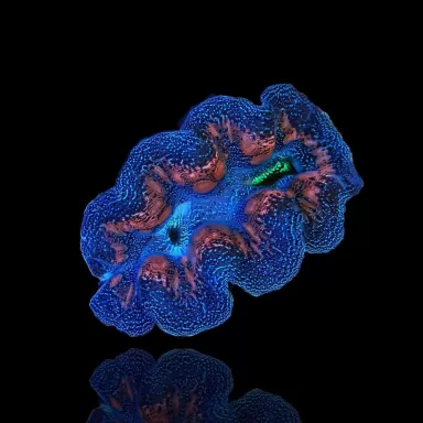 Tridacna Maxima M size 7cm a 9cm