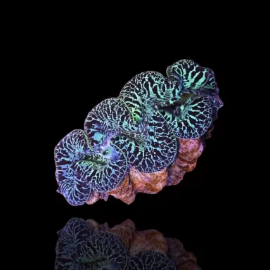 Tridacna Maxima M size 7cm a 9cm