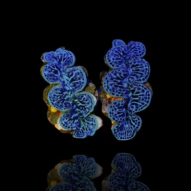 Tridacna Maxima M size 7cm a 9cm