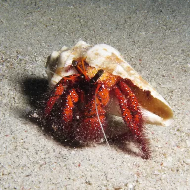 Dardanus Megisto's bestellen ? l Coralandfishstore.nl