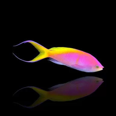 Pseudanthias Bartlettorum