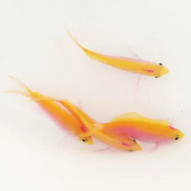 Pseudanthias Bartlettorum