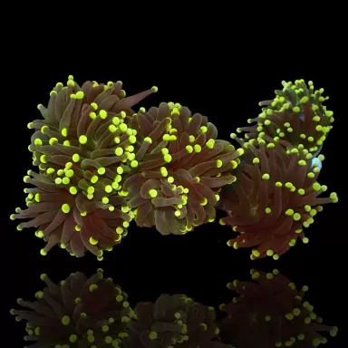 Euphyllia Glabrescens green yellow tips per Head