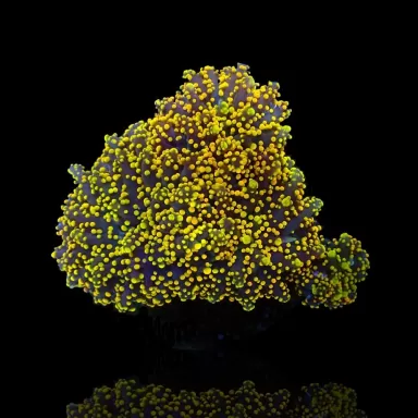 Euphyllia yaeyamaensis Gold per head