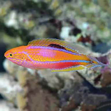 Cirrhilabrus lanceolatus