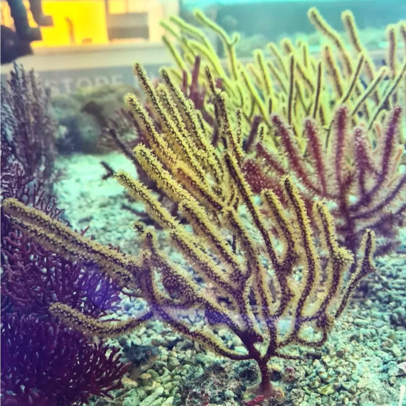 Mennella Yellow S size