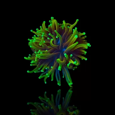 Euphyllia Glabrescens - Golden Torch - Dragon Soul per kop