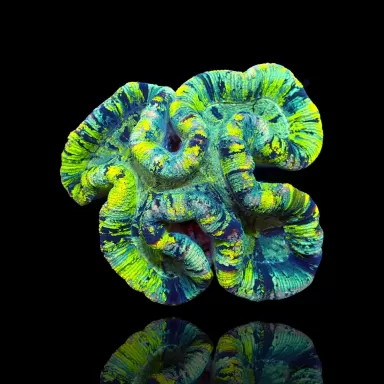 Trachyphyllia geoffroyi A grade Australie