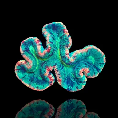 Trachyphyllia geoffroyi A grade Australie