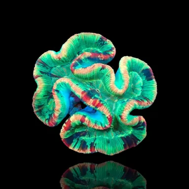 Trachyphyllia geoffroyi ultra Australie