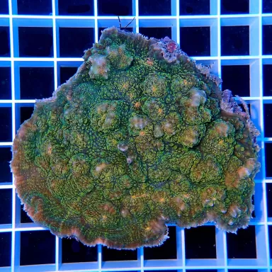 Echinophyllia spp Assorted M size