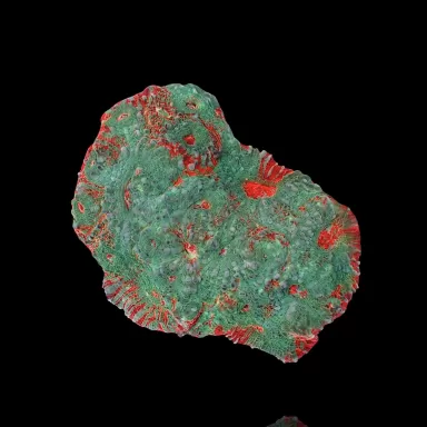 Echinophyllia spp Assorted M size