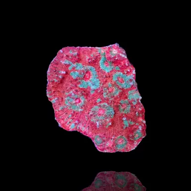 Echinophyllia spp Assorted M size