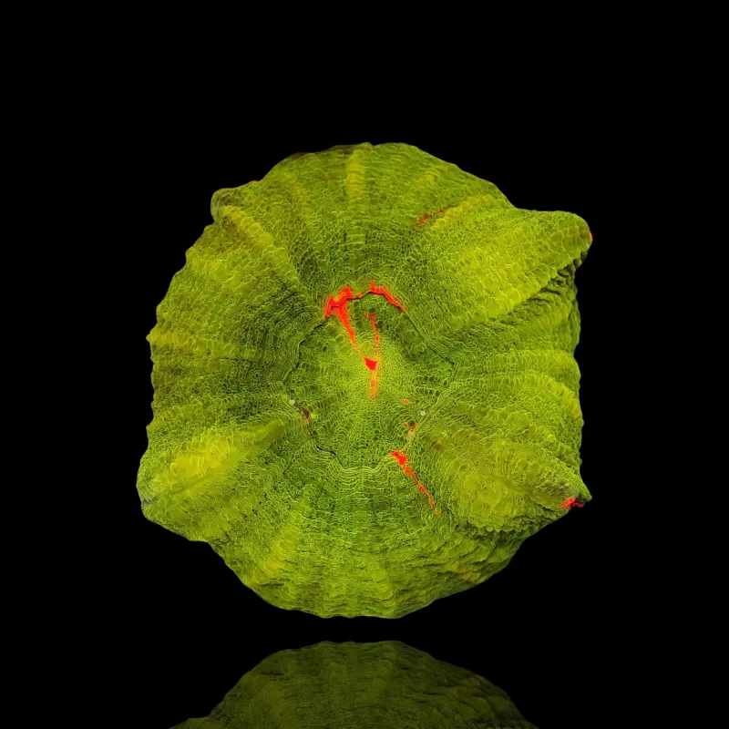 Scolimia australis assorted Australie