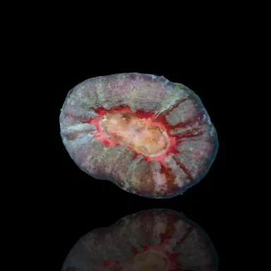 Scolimia assorted Australie B grade