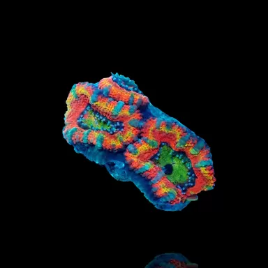 Acanthastrea Lordhowensis Ultra Rainbow S size Australie