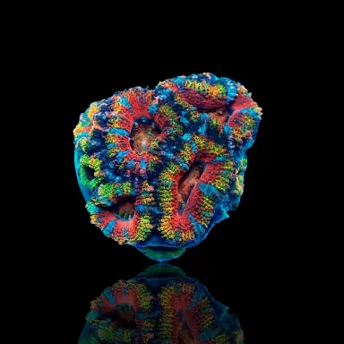 Acanthastrea Lordhowensis Ultra Rainbow S size Australie