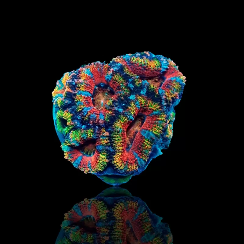 Acanthastrea Lordhowensis Ultra Rainbow S size Australie