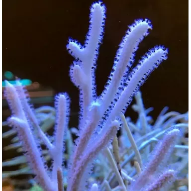 Euplexaura assorted gorgonia Singapore L size