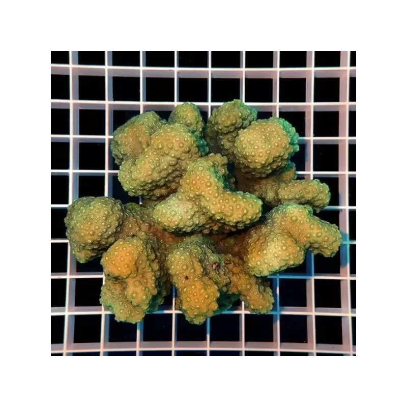 Pocillopora green XL