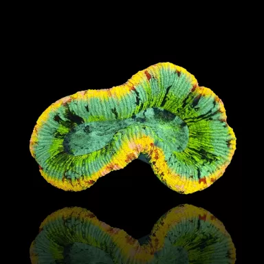 Trachyphyllia geoffroyi Premium Australie