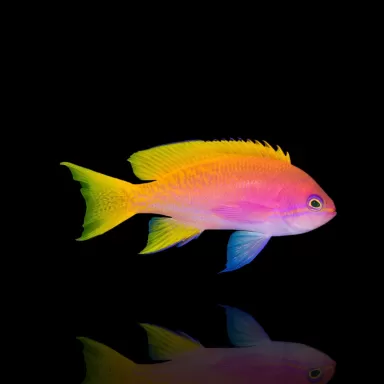 Pseudanthias bimaculatus