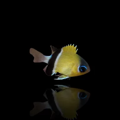  Chromis Retrofasciata
