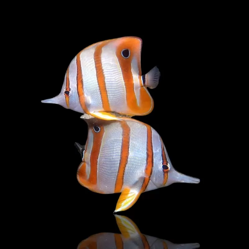 Chelmon rostratus frozen food aclimatized