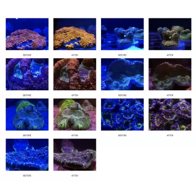 DD Coral Colour Lens XL