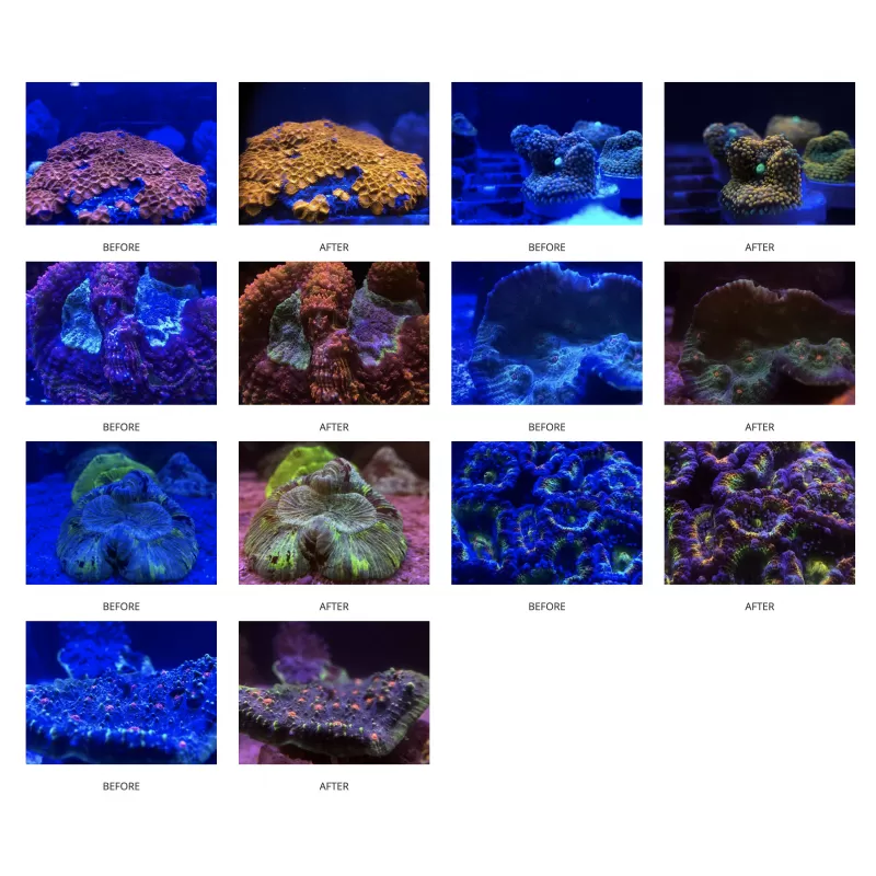 DD Coral Colour Lens XL