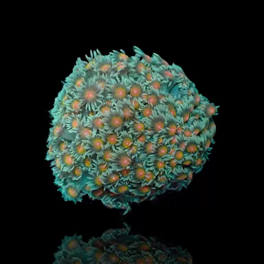 Goniopora Sp Red Heart M size