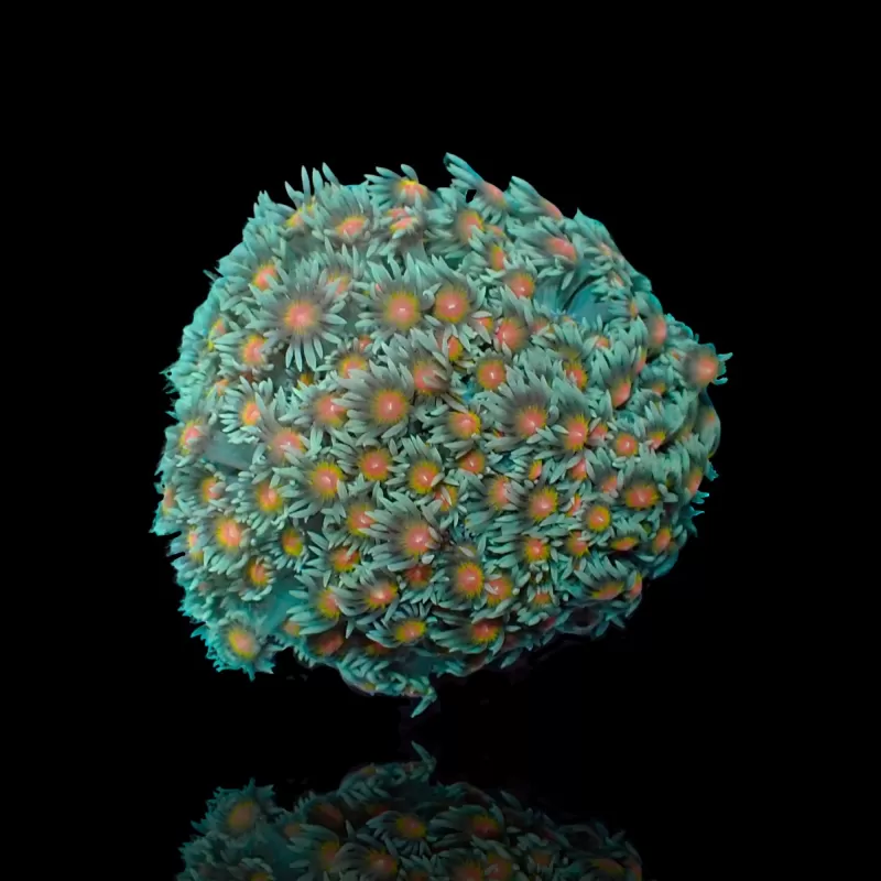 Goniopora Sp Red Heart M size