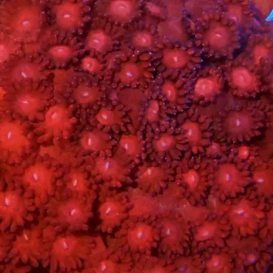 Goniopora sp Australie Red (M)